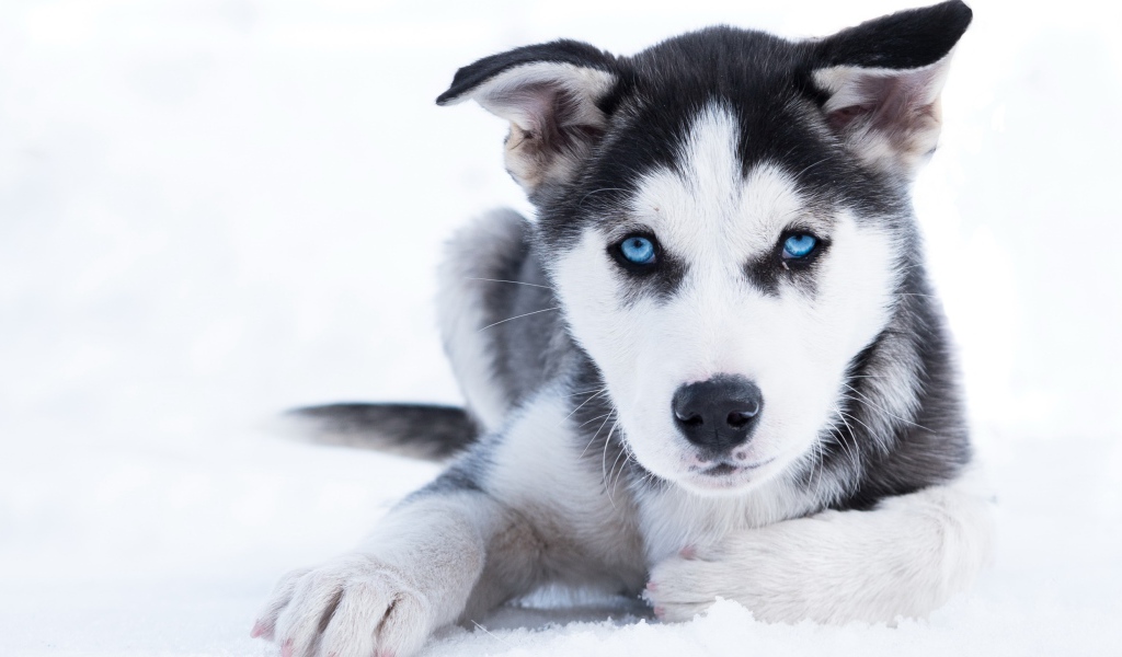Голубоглазый щенок хаски лежит на снегу