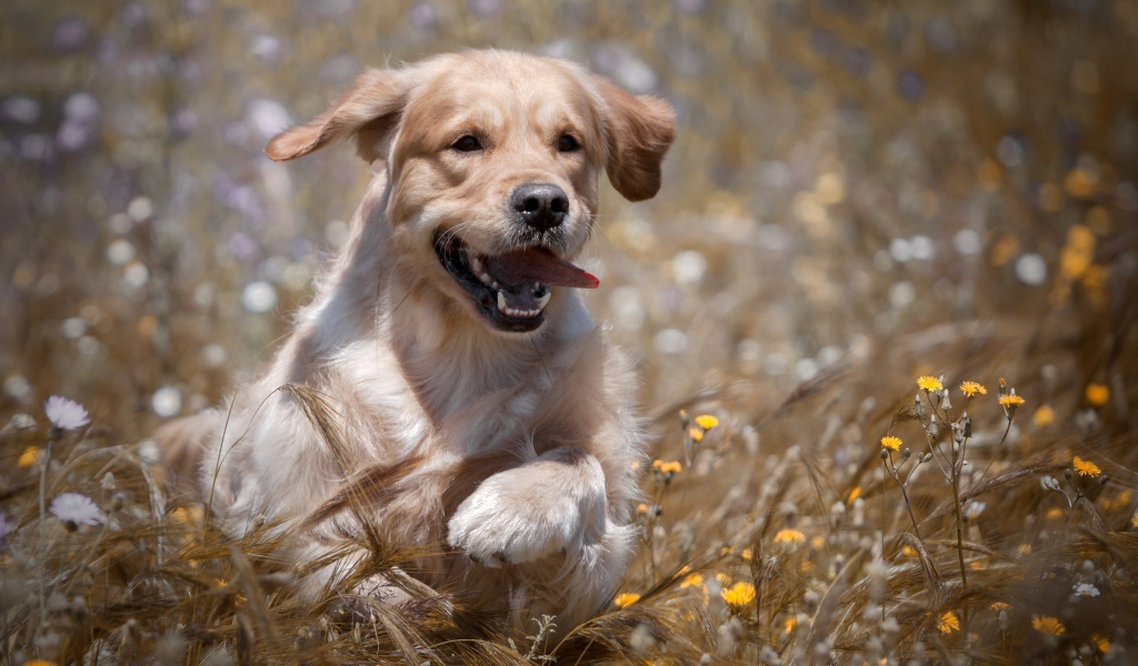 Веселый золотистый ретривер бежит по пшеничному полю