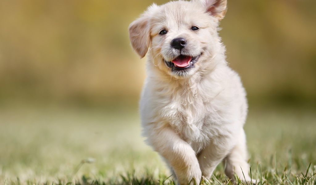 A contented golden retriever puppy runs through green grass