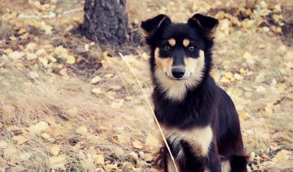 Собака сидит на сухой траве осенью