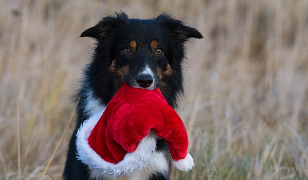 Собака с шапкой Санта Клауса в зубах 