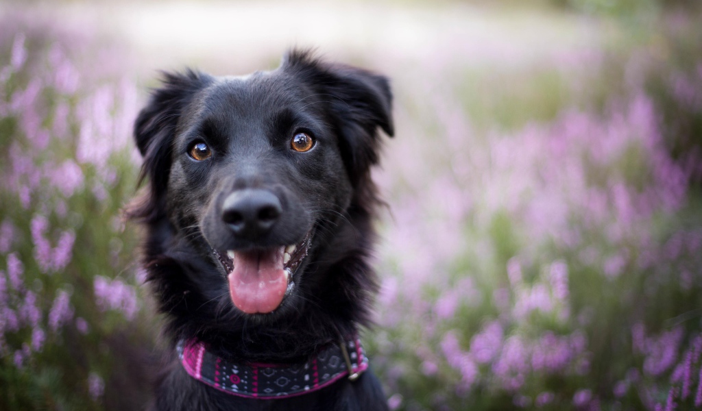 Забавная черная собака с высунутым языком