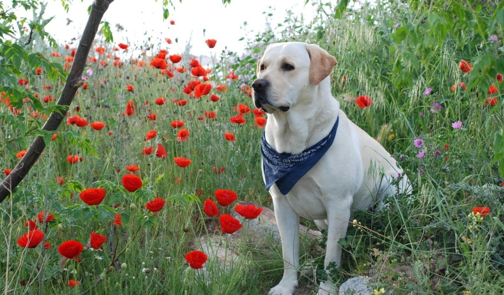 Золотистый ретривер с платком на шее сидит в красных маках
