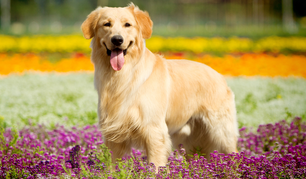 Золотистый ретривер с высунутым языком стоит в сиреневых цветах