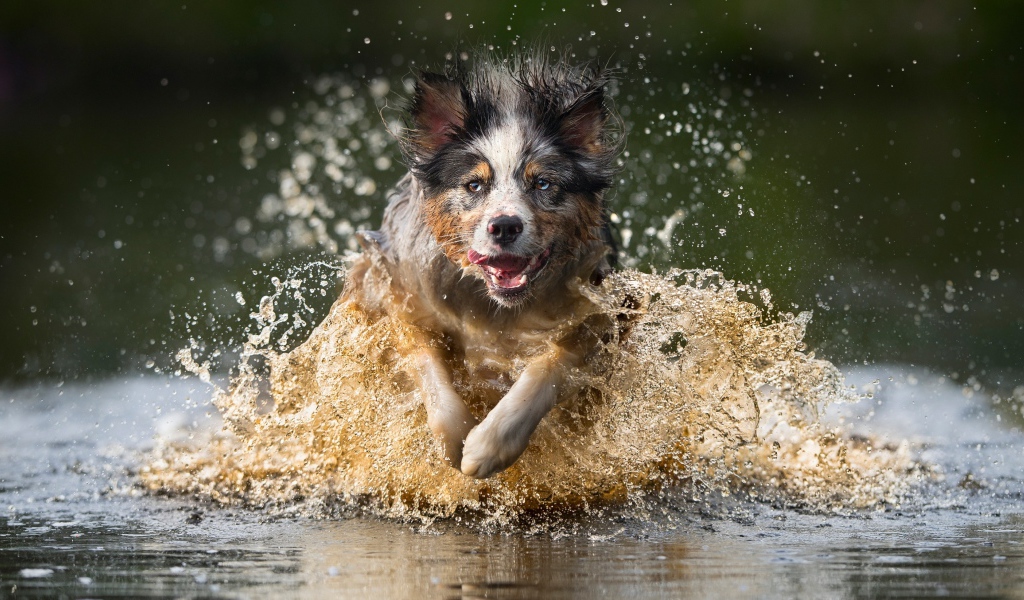 Радостная собака бежит по воде