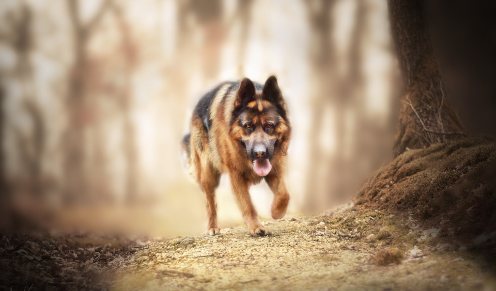 Большая немецкая овчарка бежит по лесной дороге 