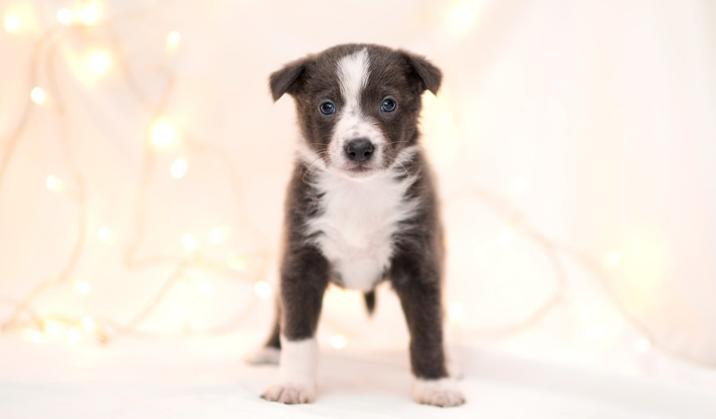 Маленький забавный щенок