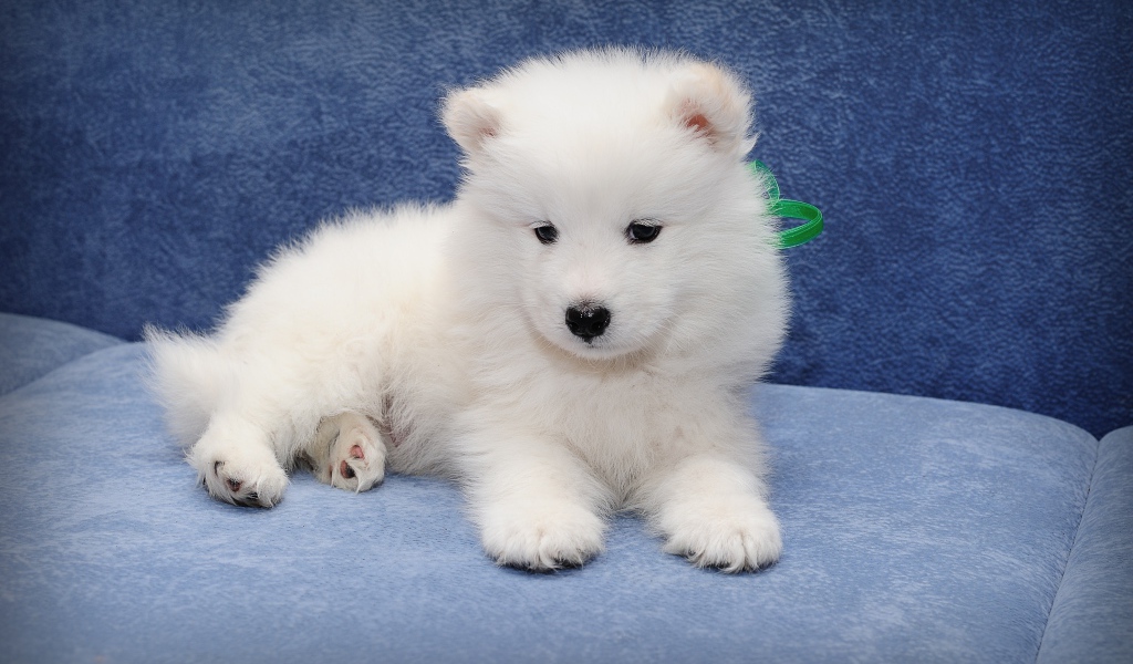 Маленький забавный щенок самоедской собаки