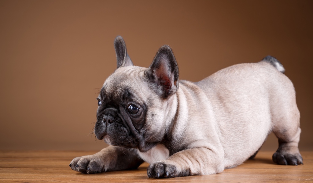 Маленький забавный щенок французского бульдога