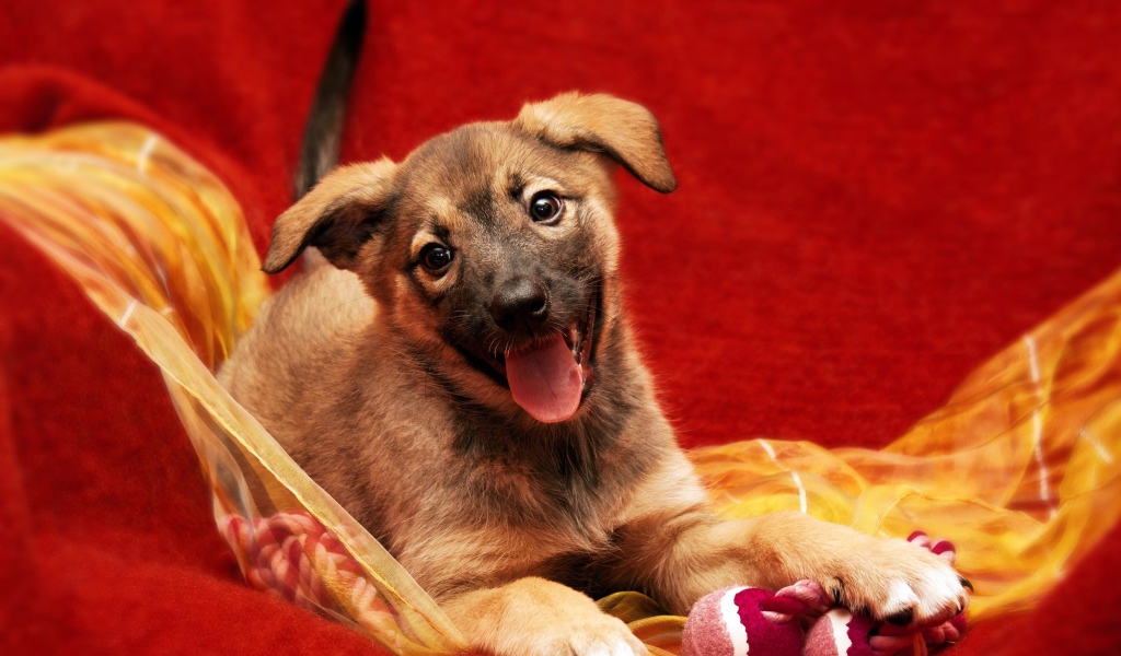 Маленький забавный щенок с высунутым языком
