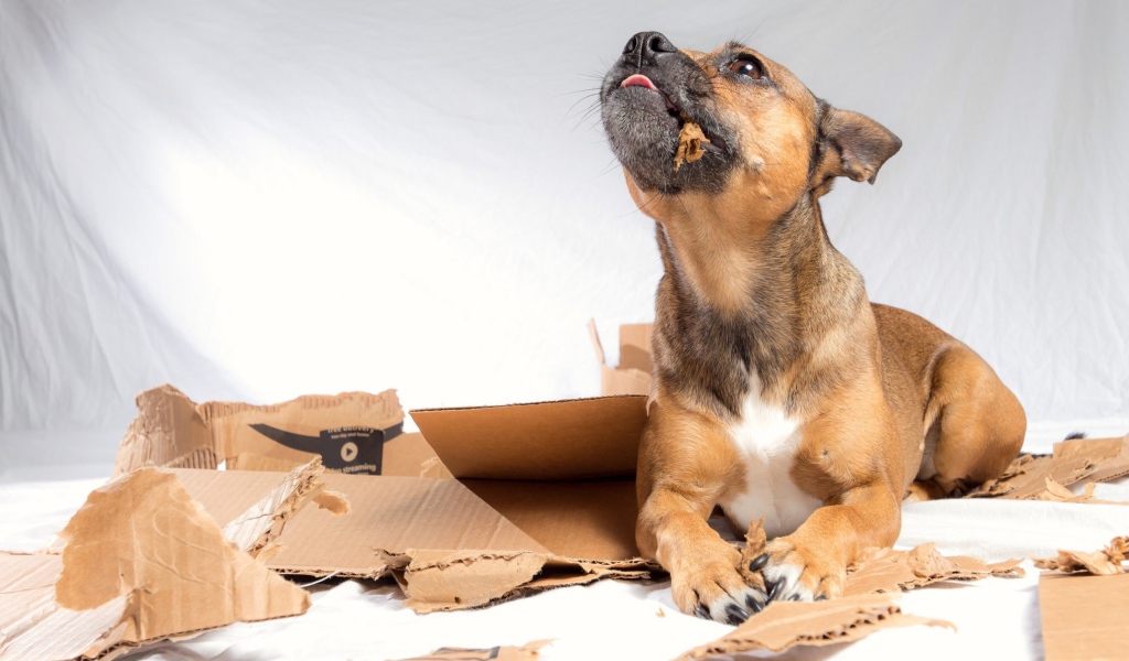 Маленький щенок грызет коробку 