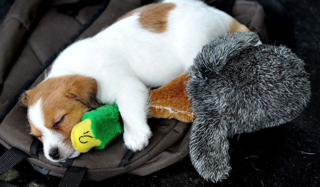 Маленький щенок спит с игрушкой