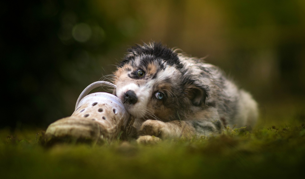 Маленький щенок австралийской овчарки грызет обувь 