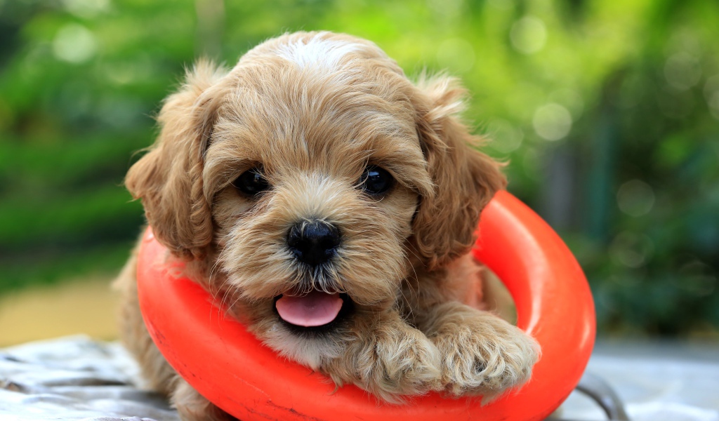 Маленький щенок со спасательным кругом
