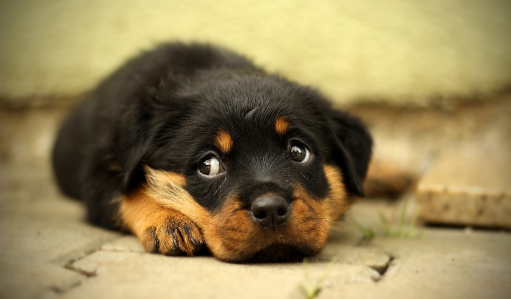 Маленький грустный щенок ротвейлера