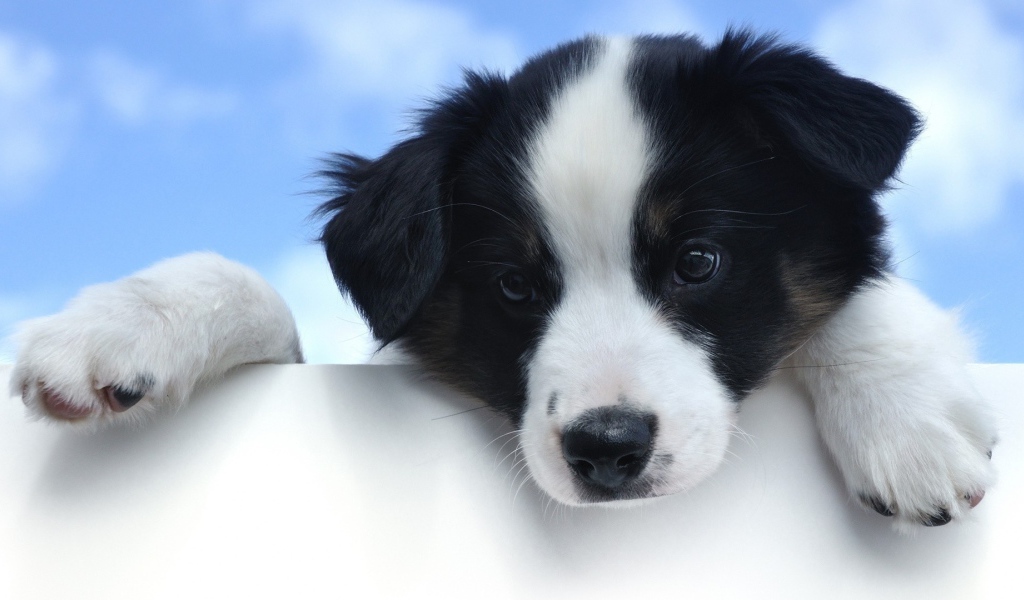 Маленький грустный щенок породы бордер колли
