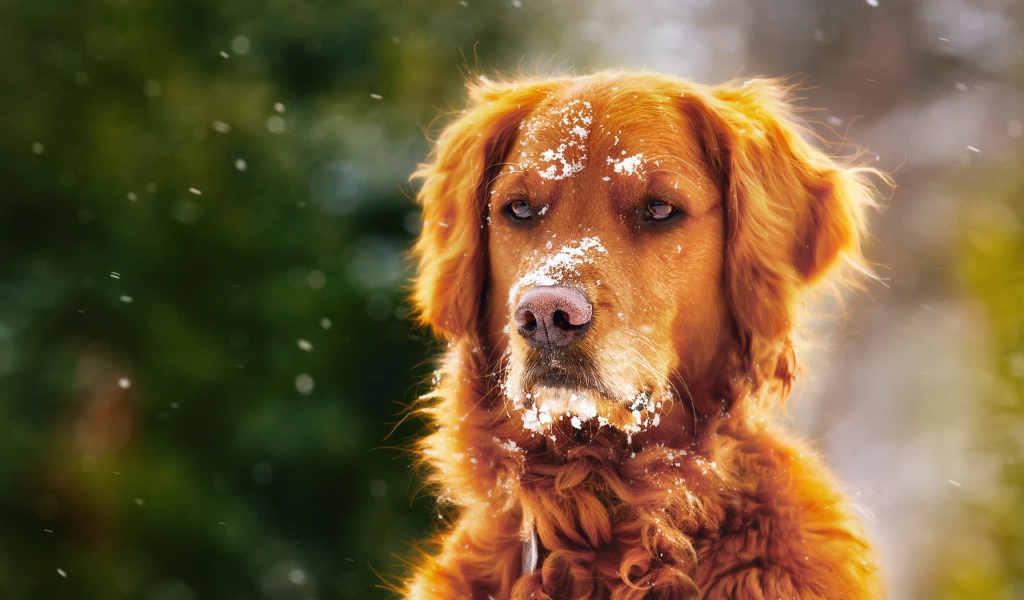 Породистая собака с мордой в снегу