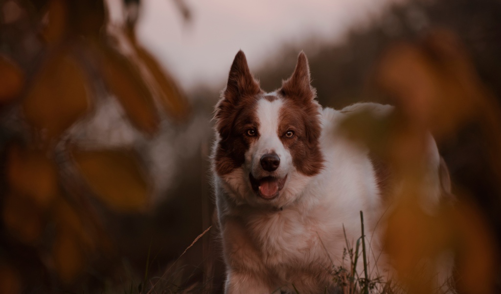Породистая собака с открытой пастью