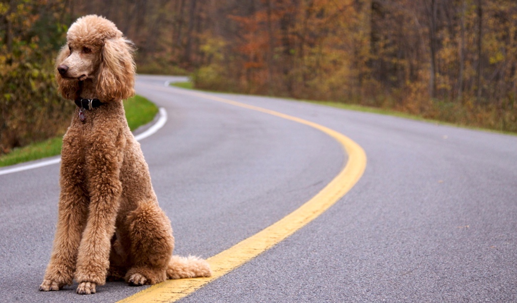 Пудель сидит на дороге