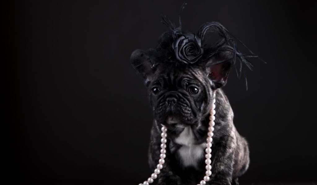 Щенок французского бульдога в бусах и шляпке