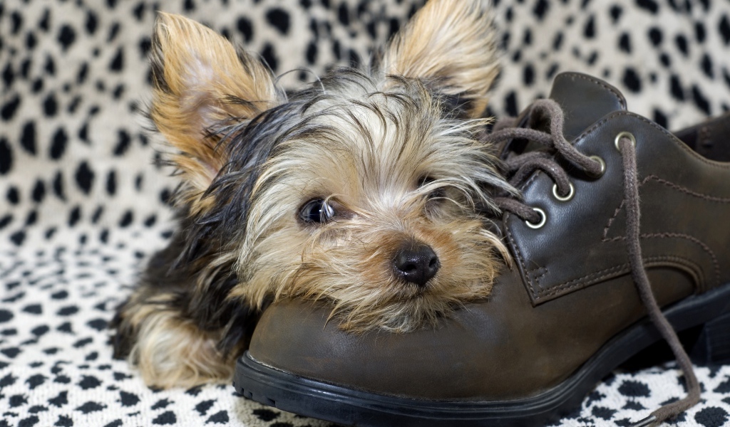 Щенок йоркширского терьера спит на кожаном ботинке