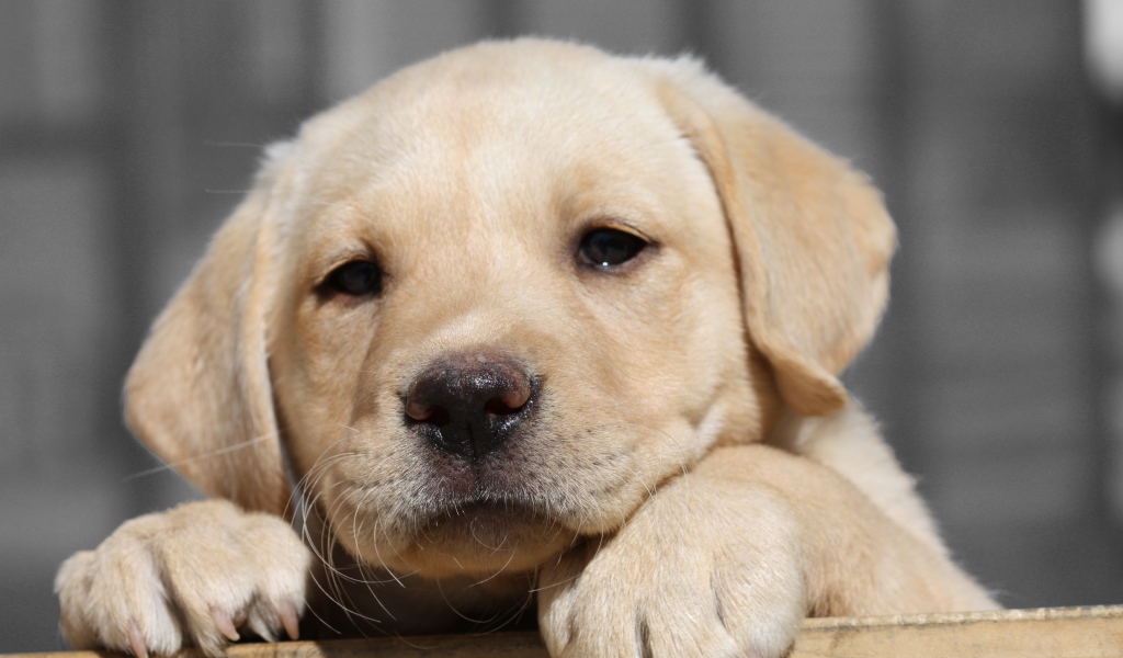 Грустный щенок золотистого ретривера с мокрым носом