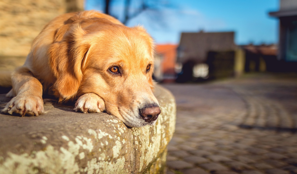 Грустный рыжий пес лежит у дороги