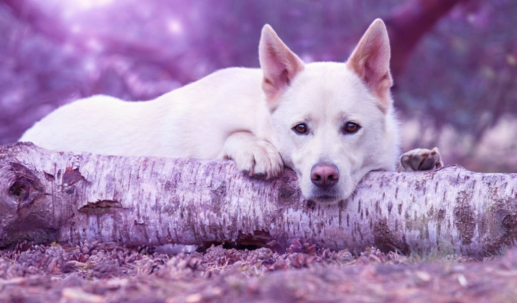 Грустная белая овчарка лежит на дереве