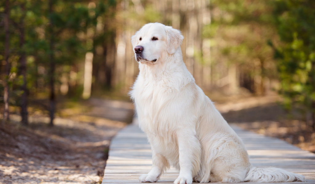 Серьезный золотистый ретривер сидит на деревянном мосту