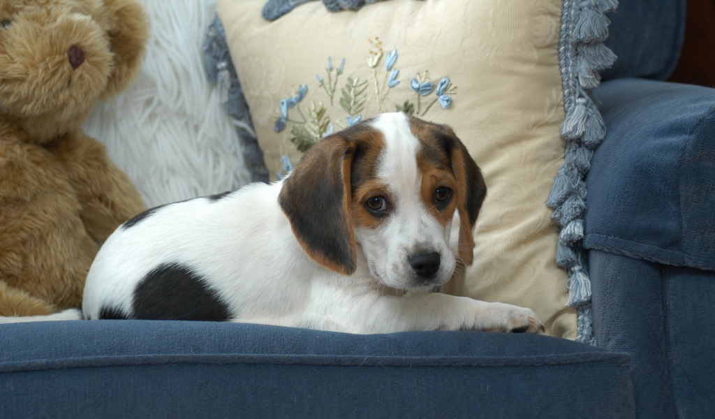 Маленький щенок бигль  лежит на диване с подушками