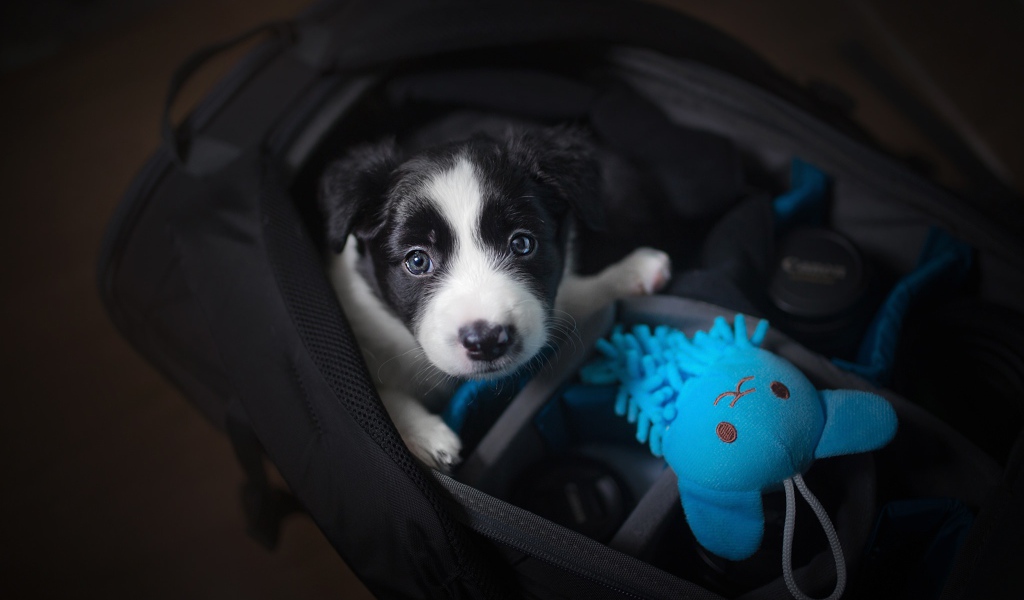 Маленький щенок сидит в сумке 