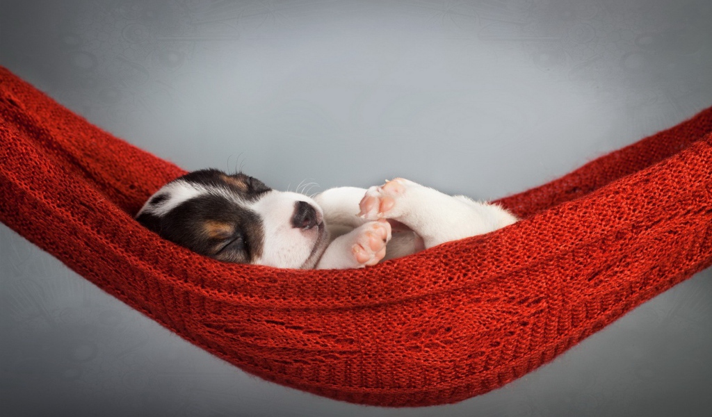 Маленький щенок спит в гамаке на сером фоне