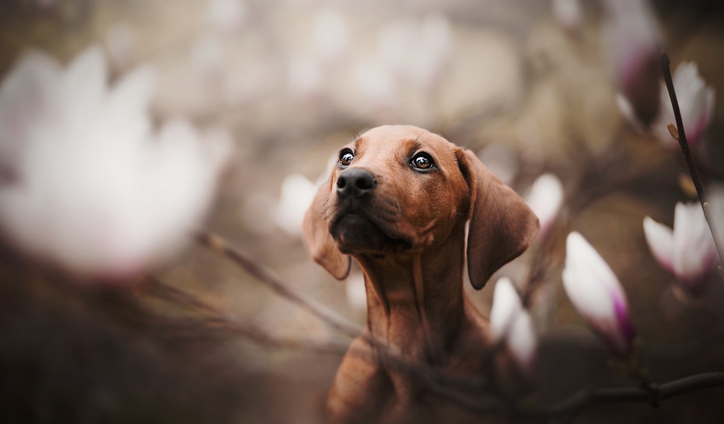 Маленькая грустная такса в розовых цветах