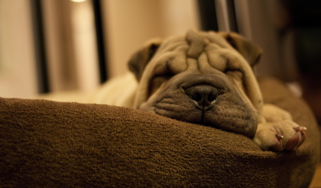 Маленький спящий щенок шарпея