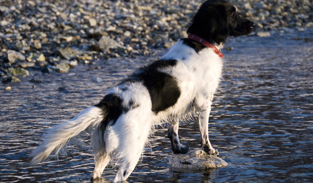Охотничья собака породы стабихун стоит в воде