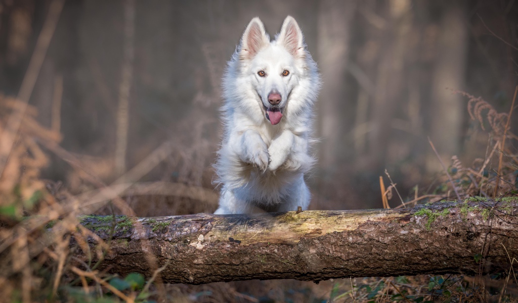 Белая овчарка перепрыгивает через упавшее дерево 