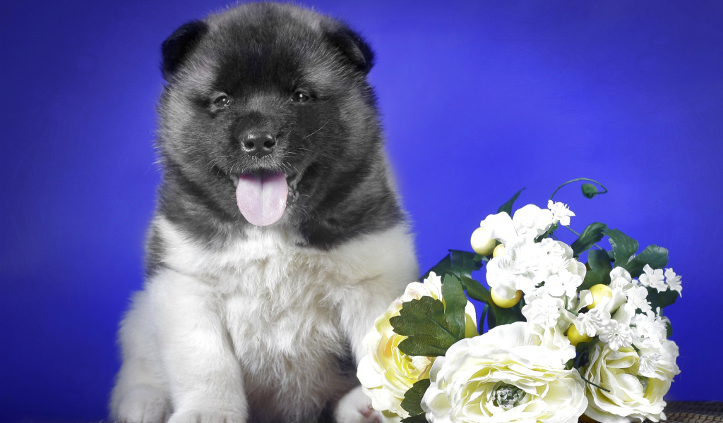 Щенок Акита-ину с высунутым языком на синем фоне с букетом цветов