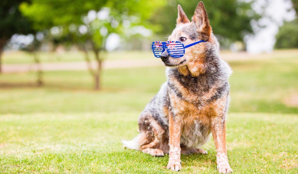 Австралийская пастушья собака  в очках на зеленой траве
