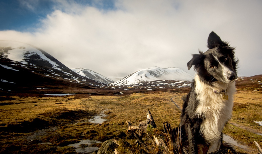 Australian Shepherd on a background of snow-capped mountains