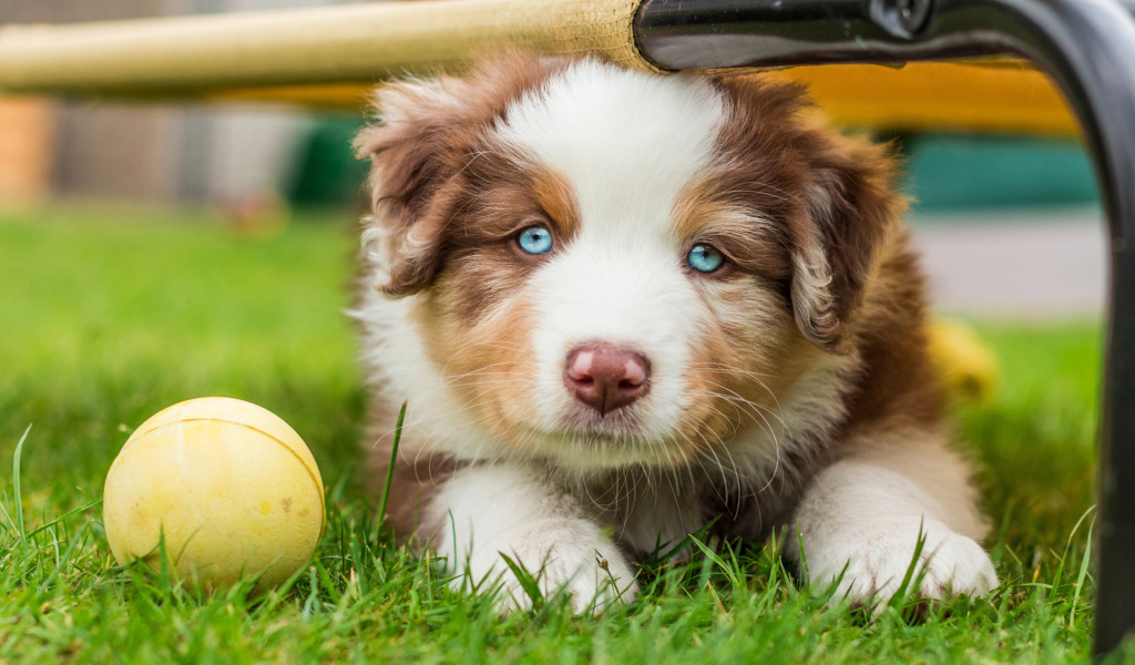Щенок Австралийской овчарки с мячиком на зеленой траве