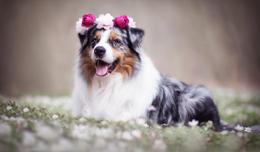 Австралийская овчарка с венком на голове 