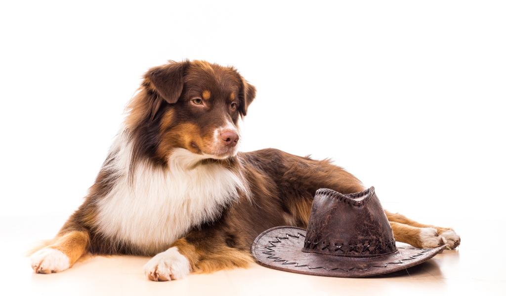 Австралийская Овчарка с ковбойской шляпой на белом фоне