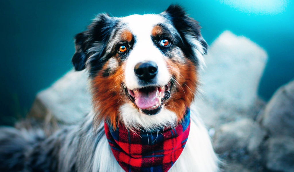 Австралийская овчарка с высунутым языком