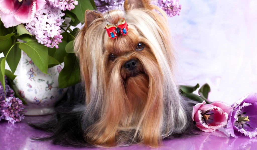 Австралийский шелковистый терьер с цветами сирени и тюльпанами