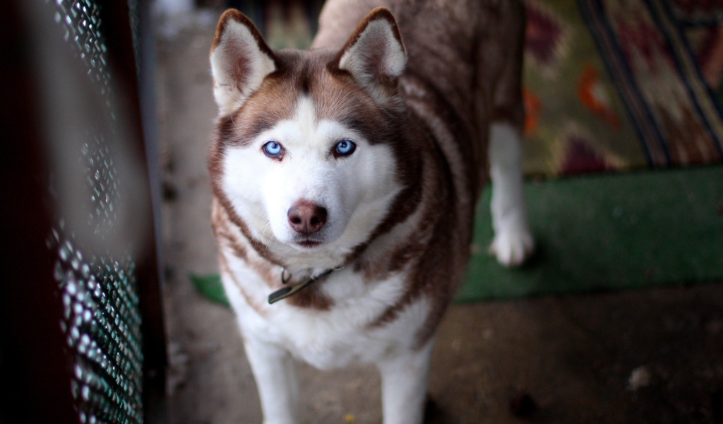 Красивый голубоглазый хаски
