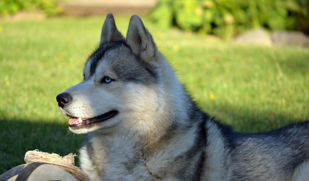 Красивый голубоглазый хаски лежит на зеленой траве