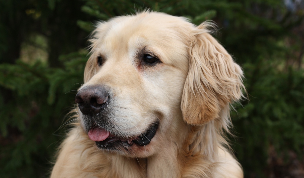 Красивый золотистый ретривер с высунутым языком