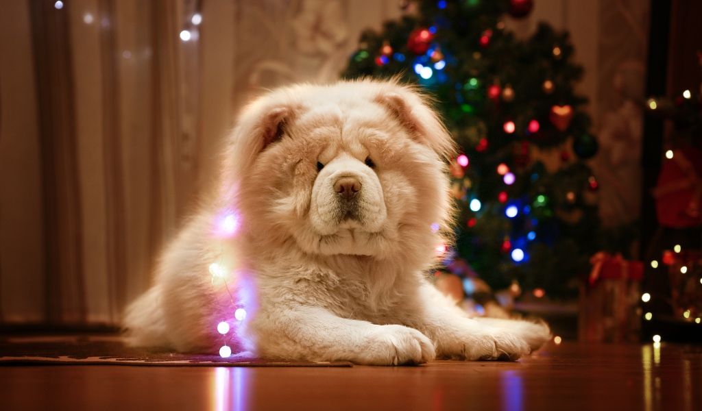 Большой красивый пес породы чау чау