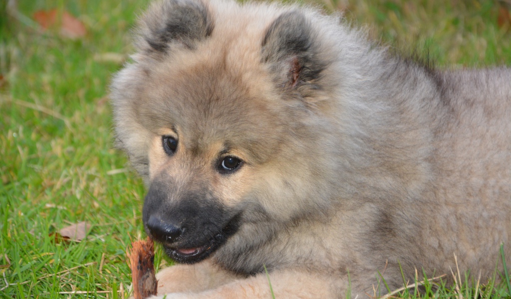 Большой пушистый щенок грызет палку на зеленой траве