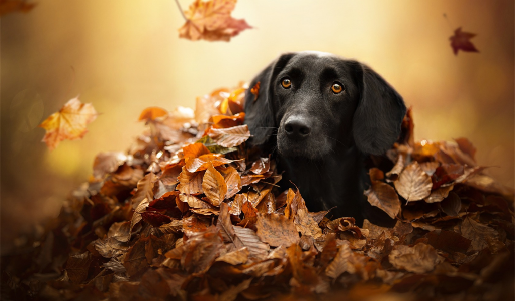 Черный лабрадор сидит в сухой опавшей листве